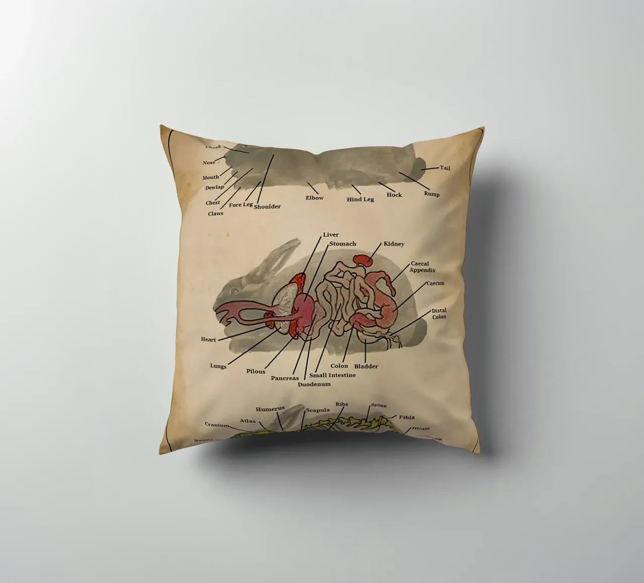 Il poster di Anatomia del coniglio cuscino da Maritiknowled