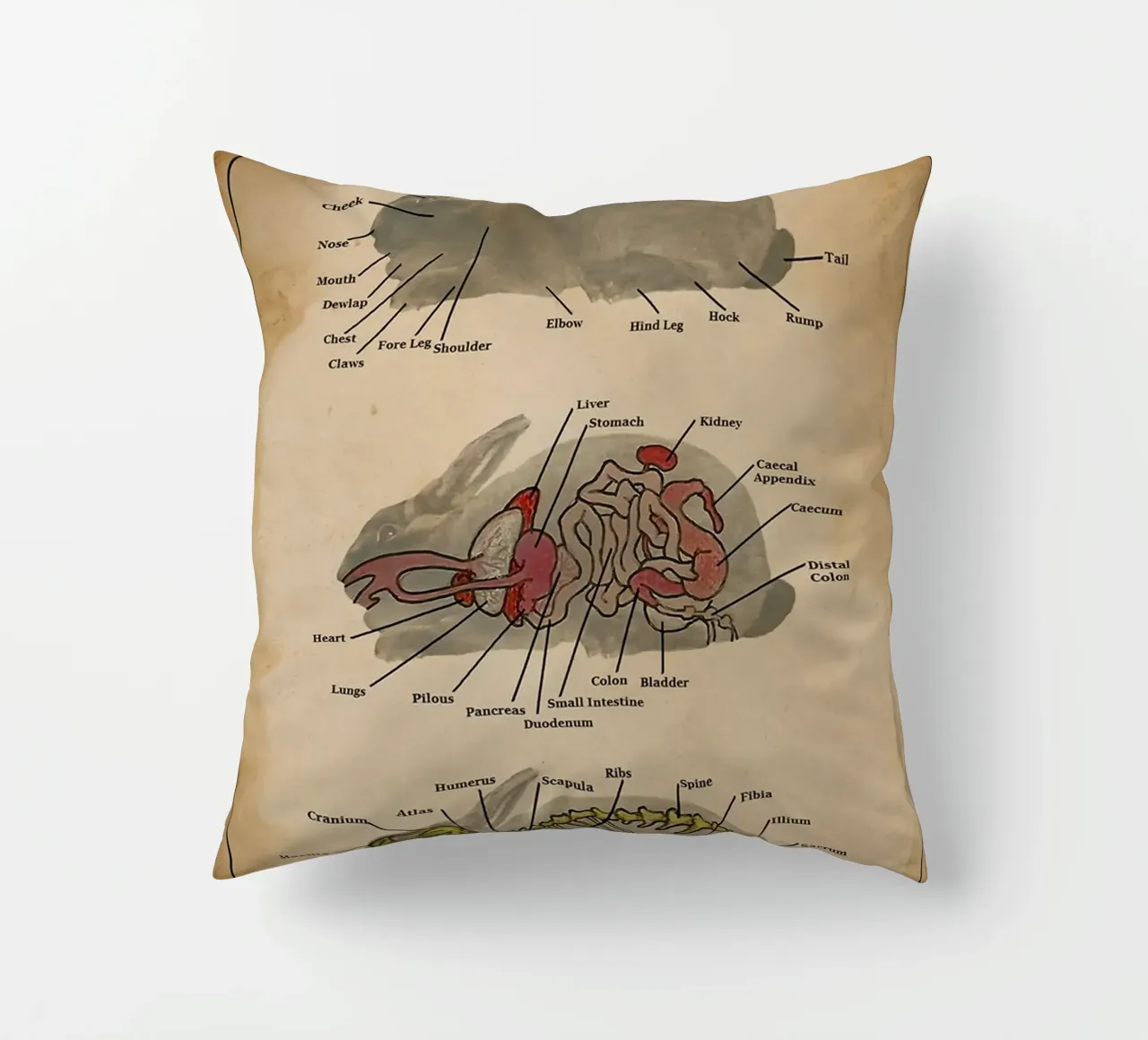 Il poster di Anatomia del coniglio cuscino da Maritiknowled