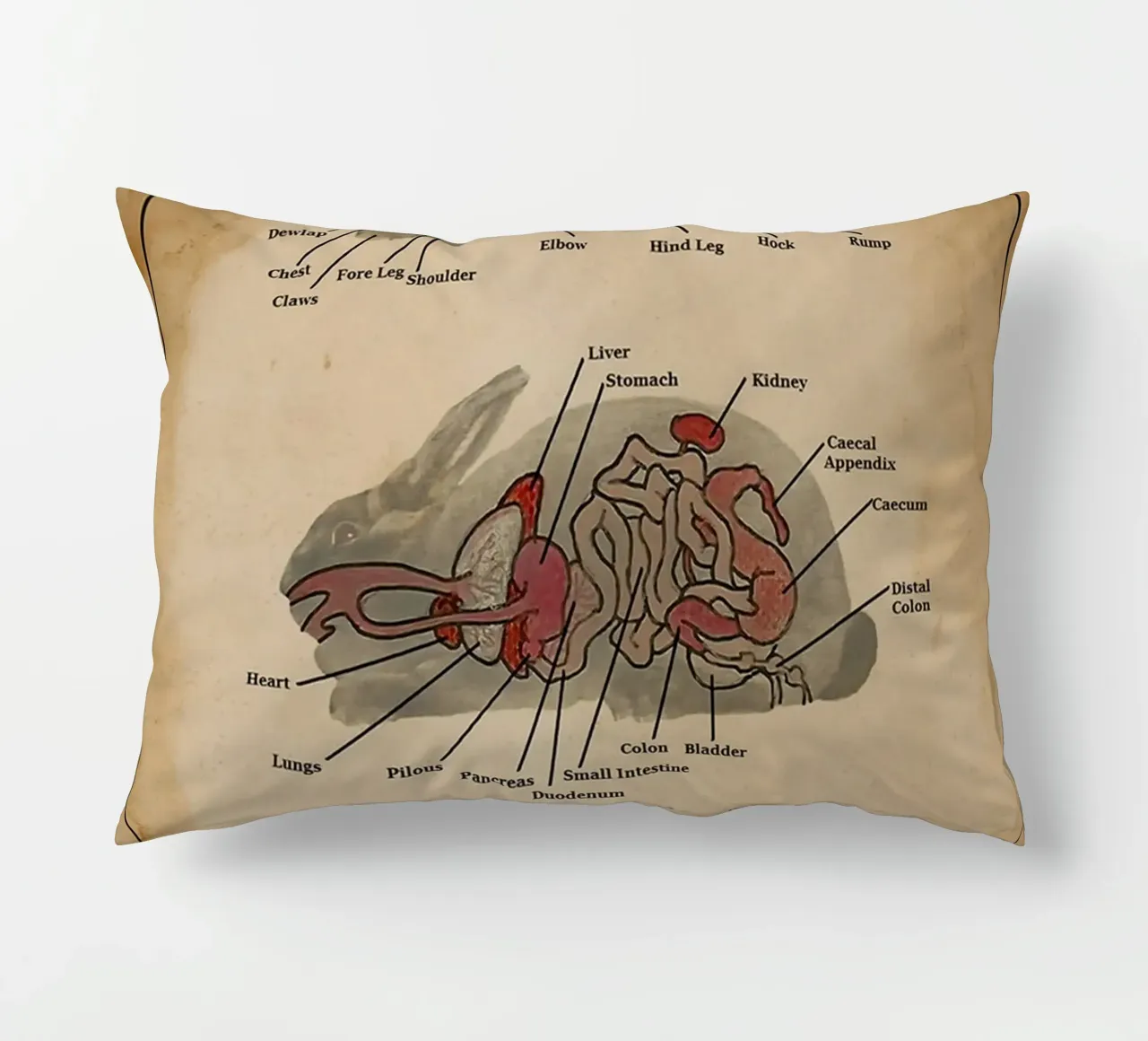 Il poster di Anatomia del coniglio cuscino da Maritiknowled