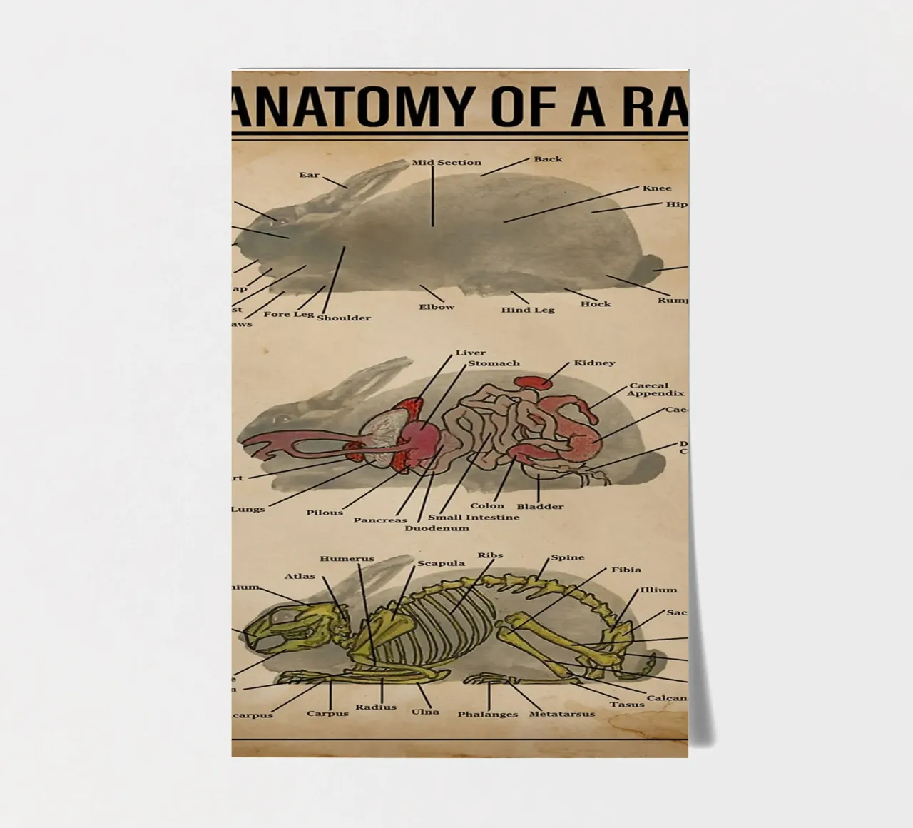L'anatomie d'un lapin Poster planche autocollant de Maritiknowled