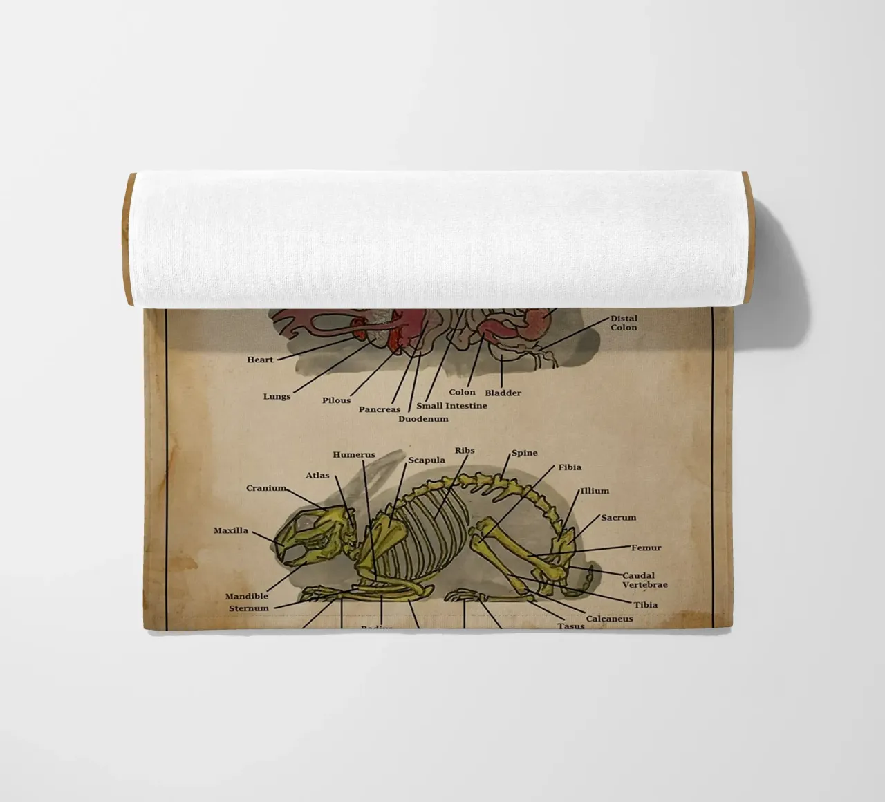 L'anatomie d'un lapin Poster serviette de plage de Maritiknowled