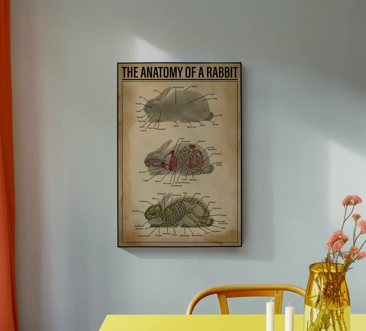 Póster Anatomía de un conejo metacrilato de Maritiknowled