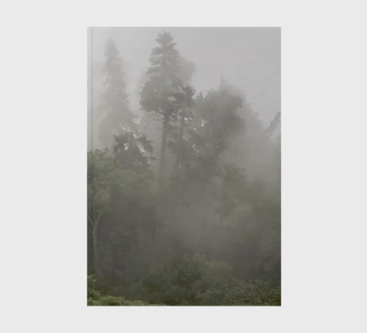 Trees - Misty Moody Forest notebook by Ingrid Beddoes