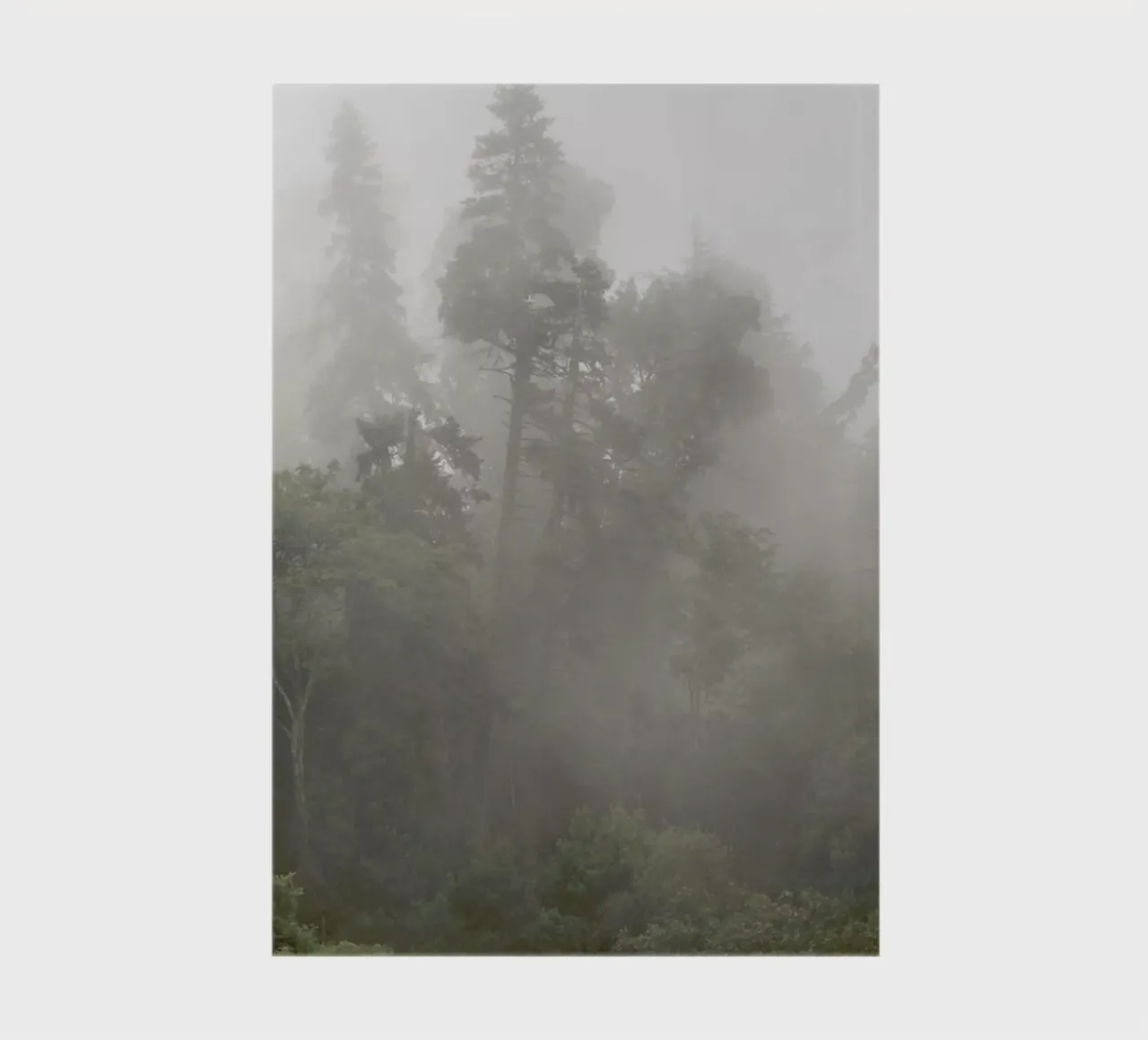 Trees - Misty Moody Forest notebook by Ingrid Beddoes