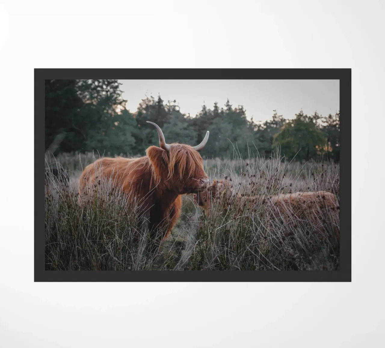 Mutterliebe ❤️ Hochlandrind - Highland Cow zerbino da Sibbershusum