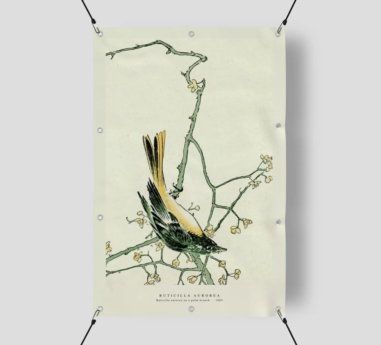 Ruticilla Aurorea telo in pvc da Vintage by JUNIQE
