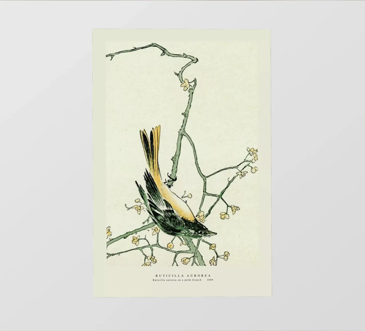 Ruticilla Aurorea telo in pvc da Vintage by JUNIQE