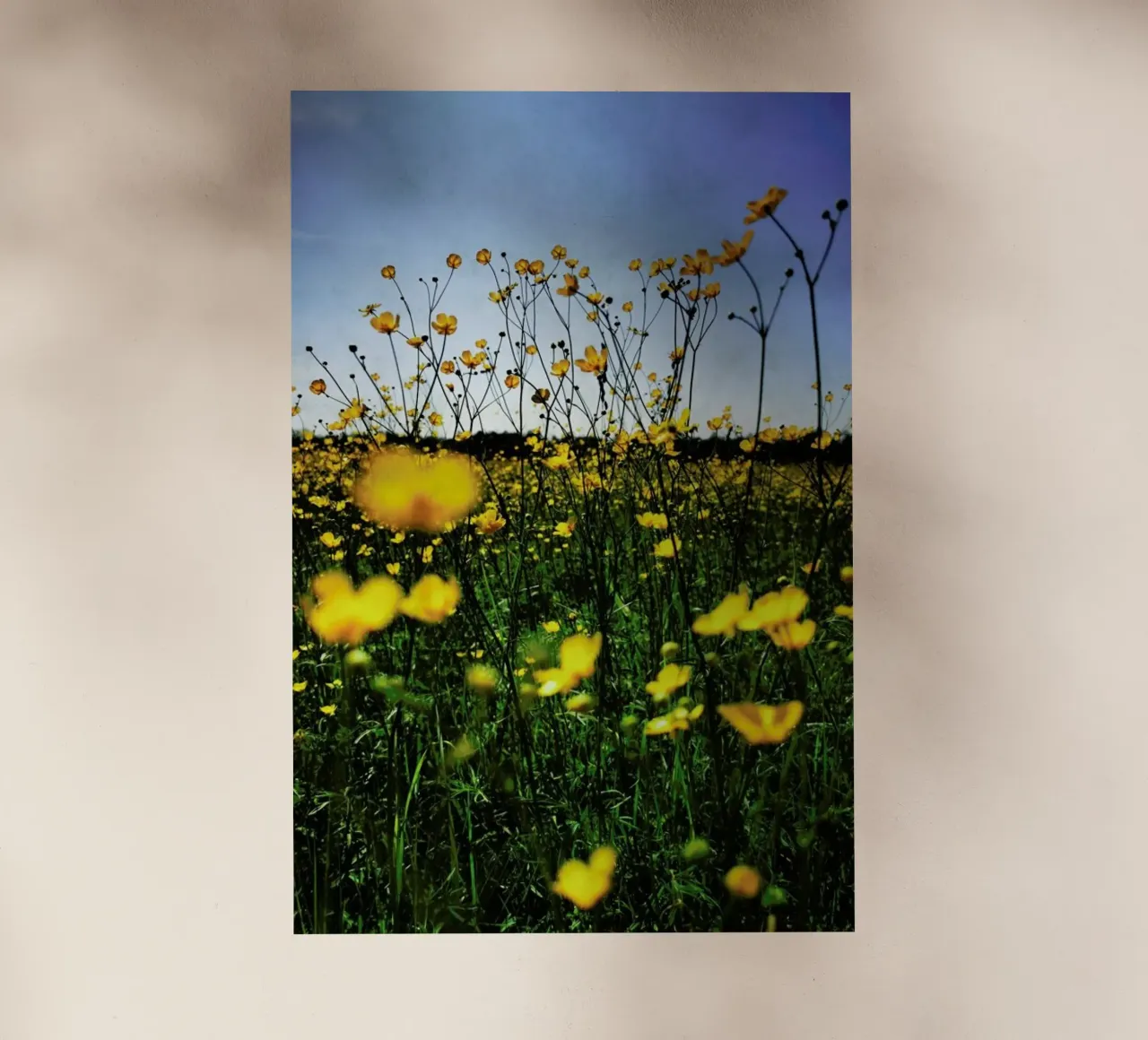 Optimism pellicola backlit da Angelo Cerantola