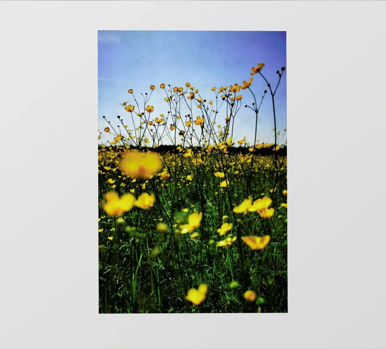 Optimism pellicola backlit da Angelo Cerantola