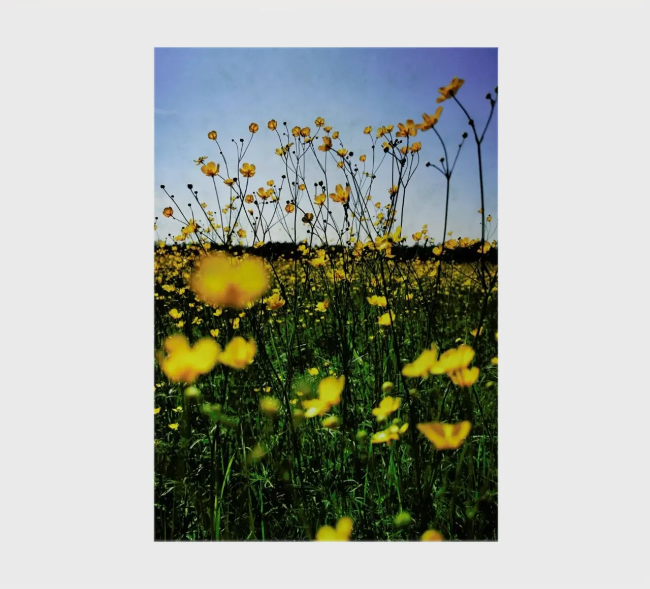 Optimism notebook by Angelo Cerantola