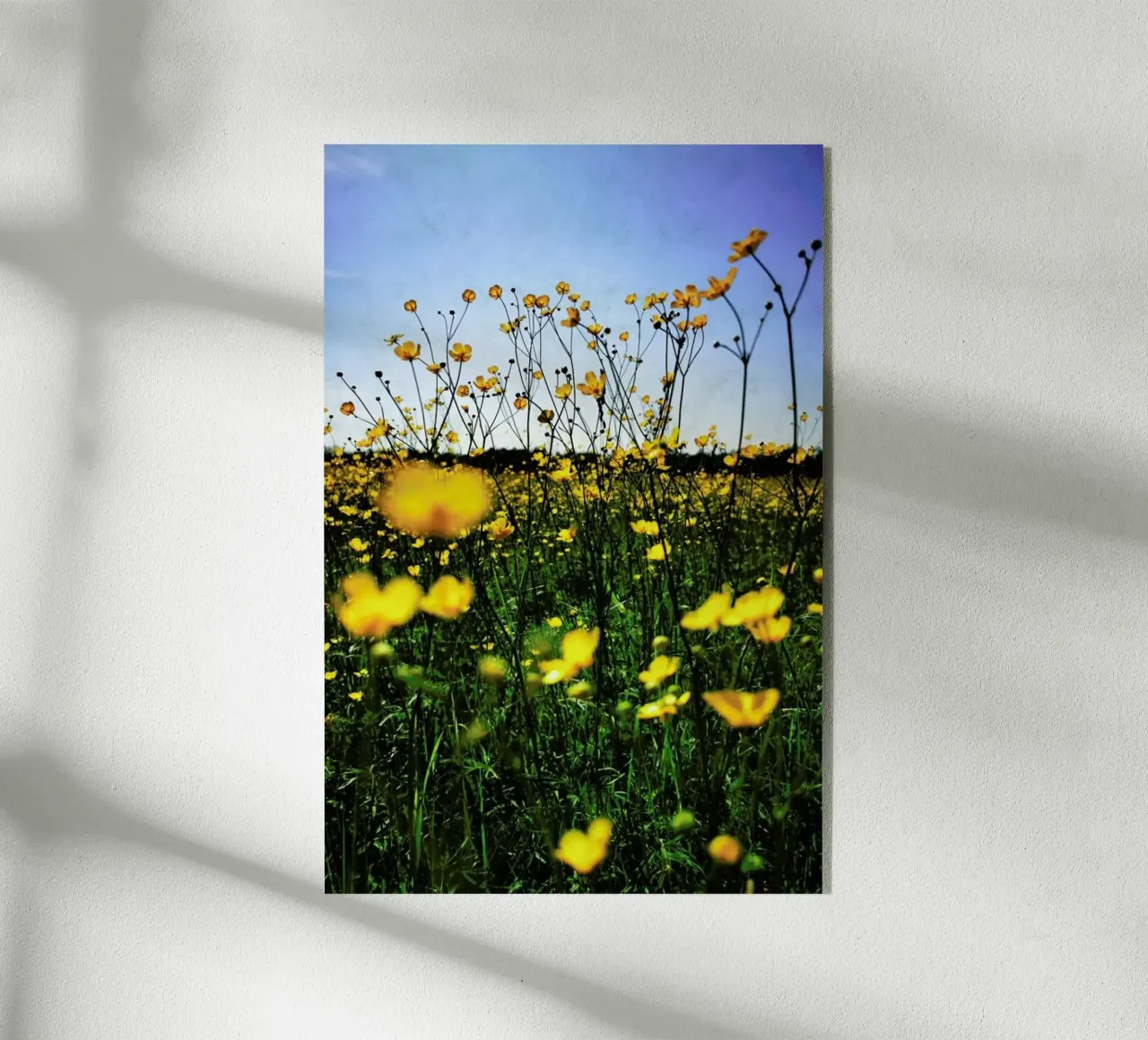 Optimism plexiglass da Angelo Cerantola