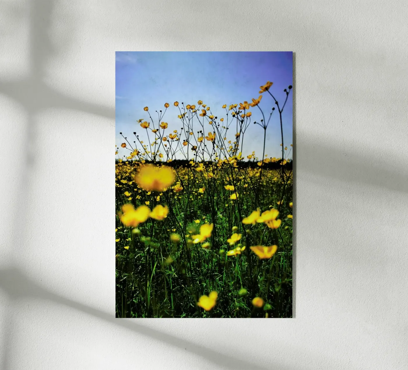 Optimism plexiglass da Angelo Cerantola