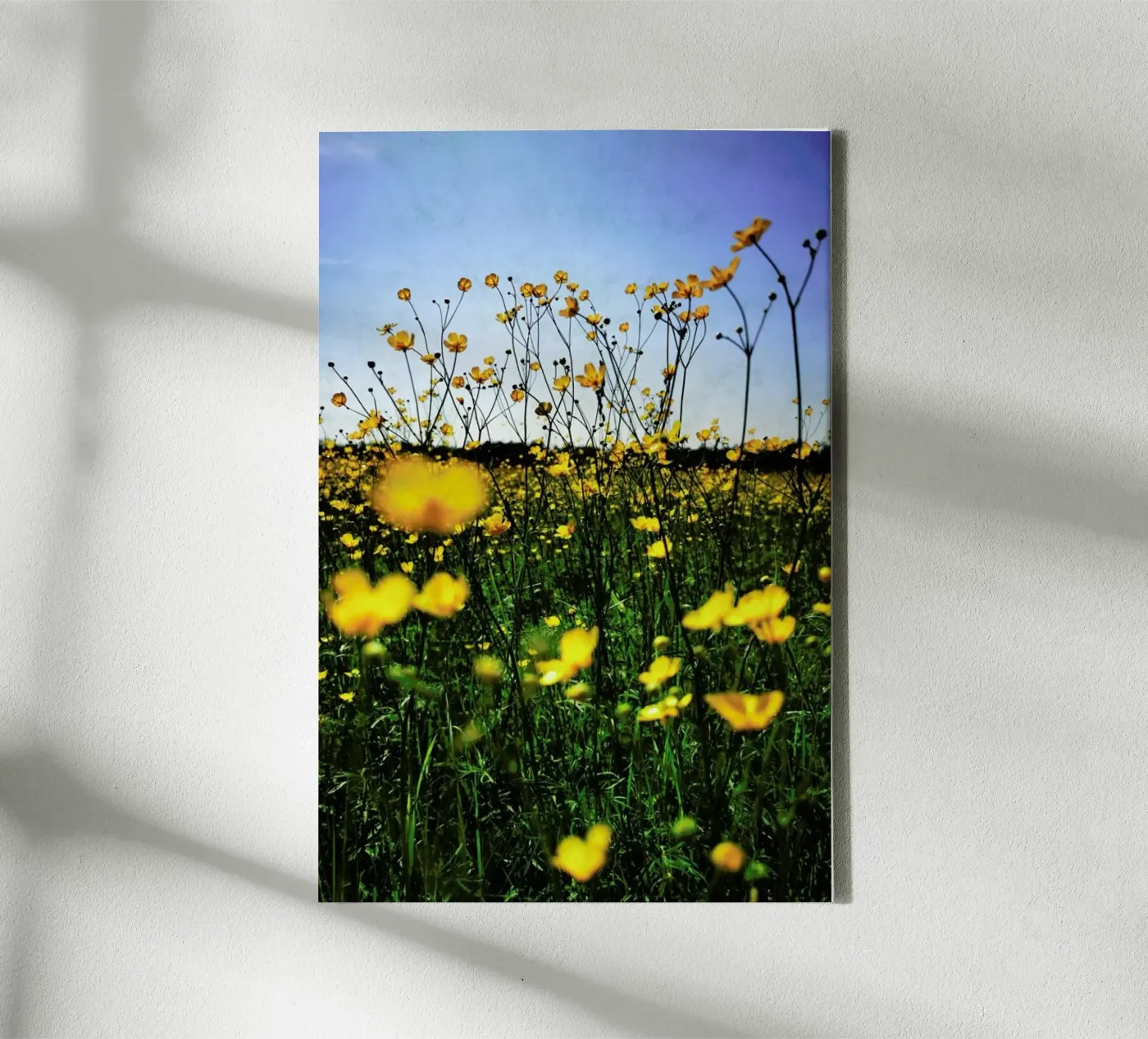 Optimism canvas van Angelo Cerantola