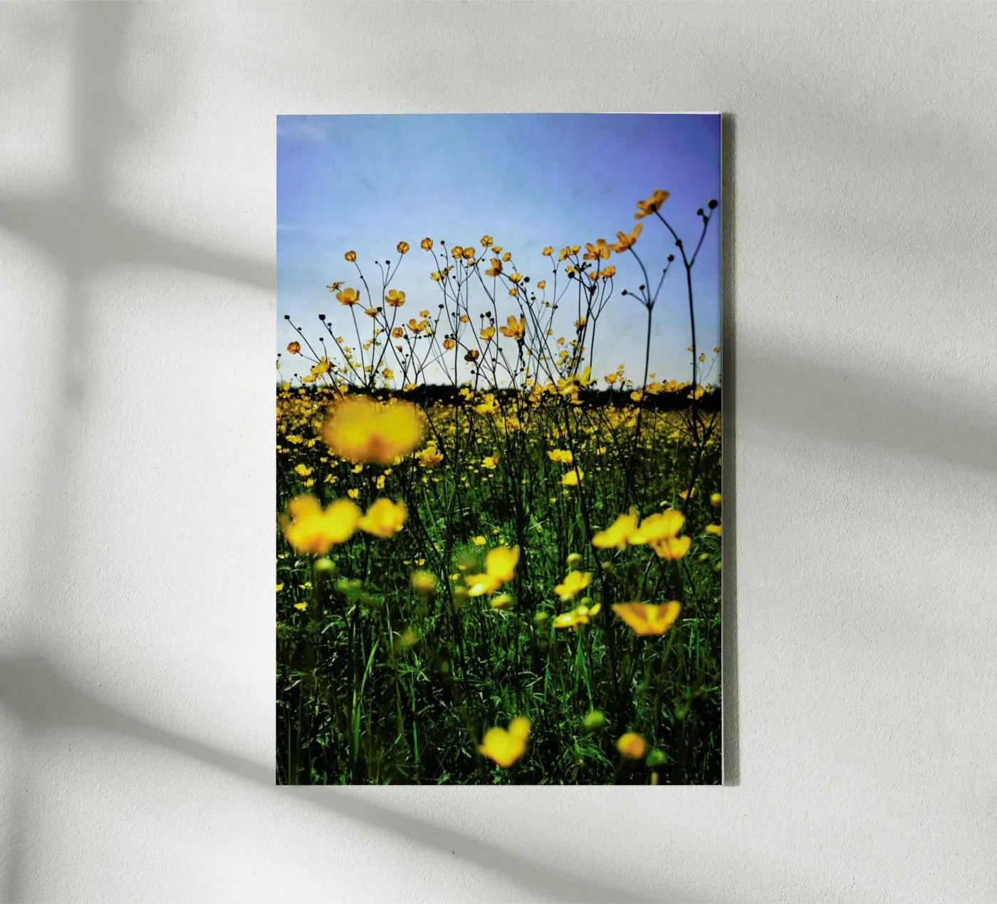 Optimism tela da Angelo Cerantola