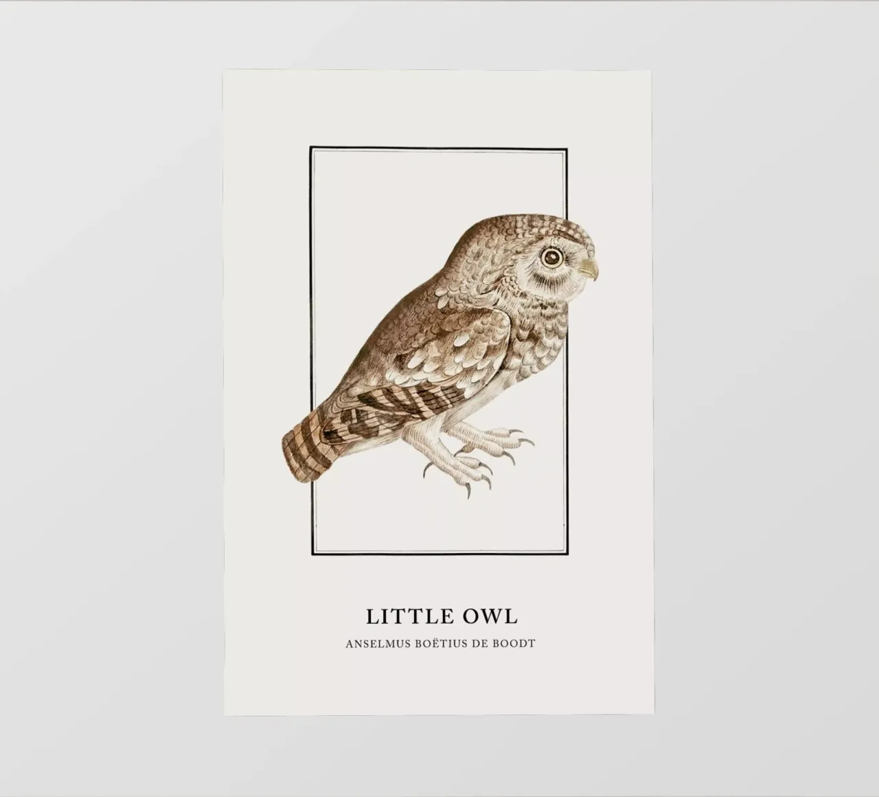 Anselmus Boëtius de Boodt - Little Owl telo in pvc da Vintage by JUNIQE