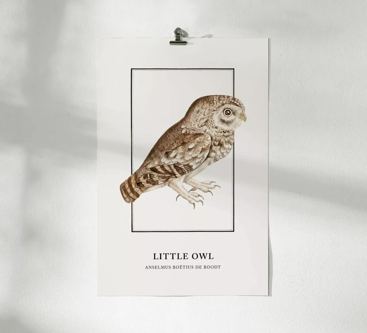 Anselmus Boëtius de Boodt - Little Owl poster con telaio in legno da Vintage by JUNIQE