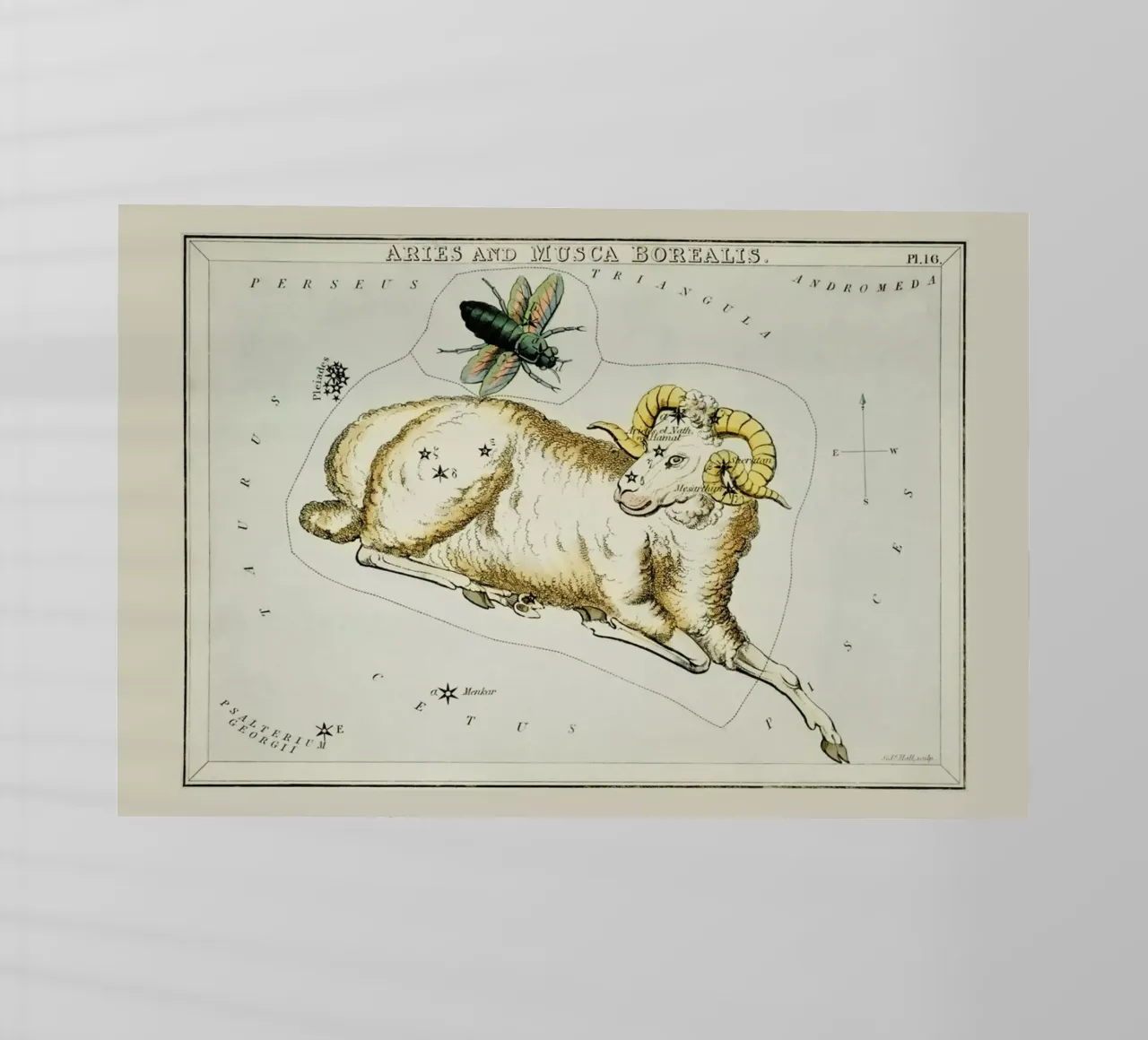 Aries pellicola backlit da Vintage by JUNIQE