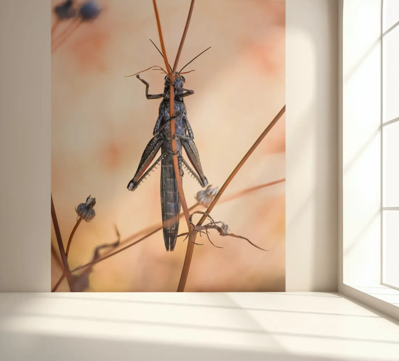 Sprinkhaan fotobehang van Tom's Wildlife