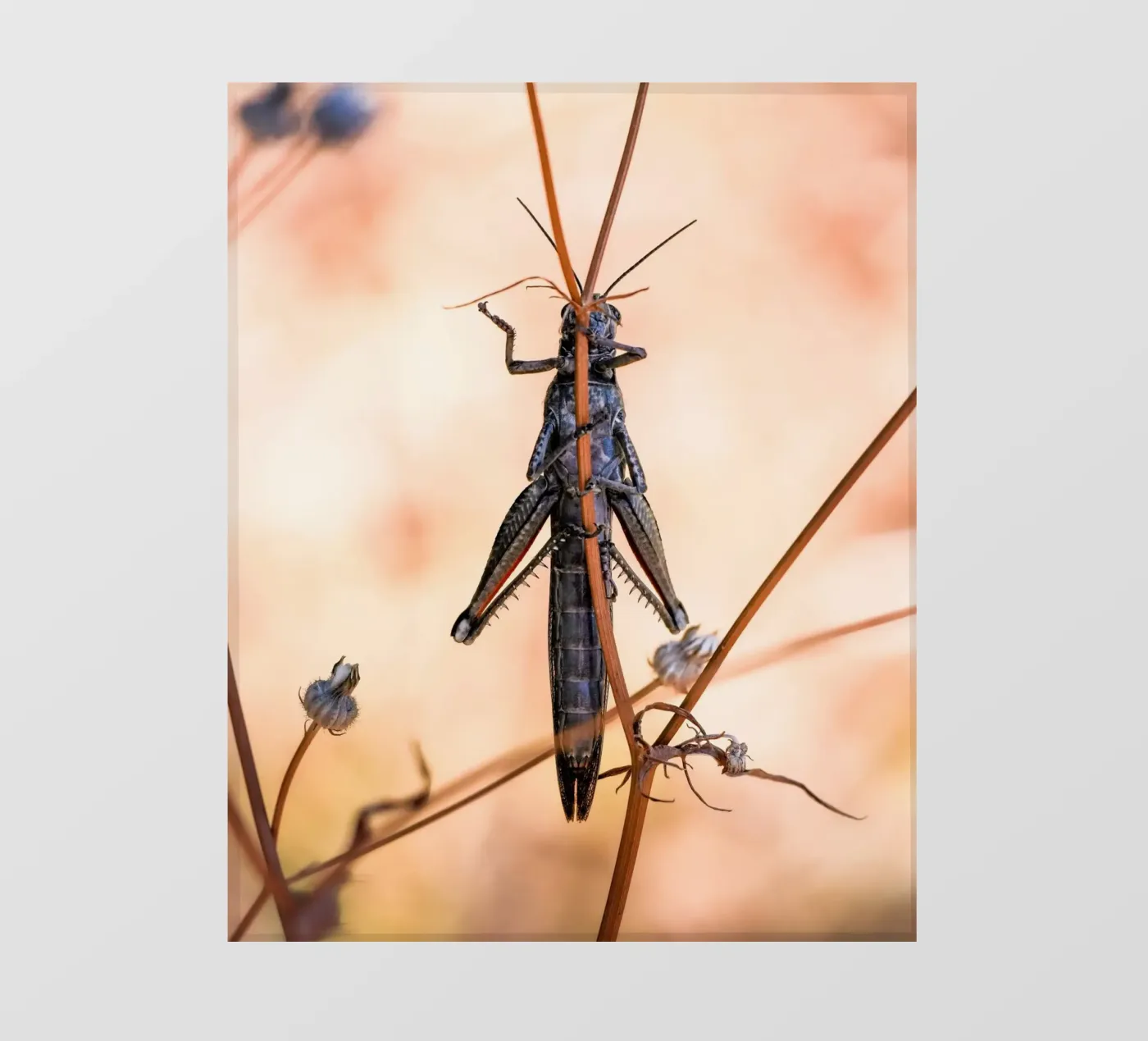 Sprinkhaan fotobehang van Tom's Wildlife