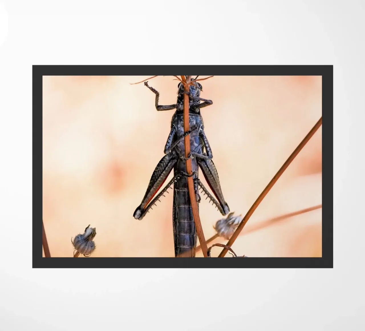 Grashüpfer Fußmatte von Tom's Wildlife
