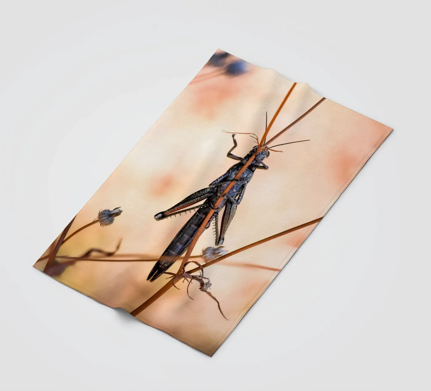 Sprinkhaan fleecedeken van Tom's Wildlife