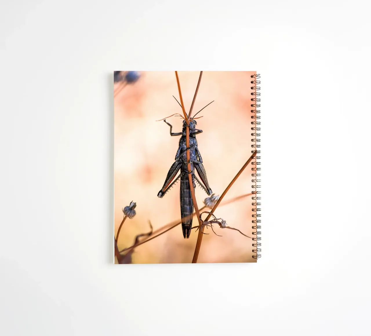 Grasshopper spiral notebook by Tom's Wildlife