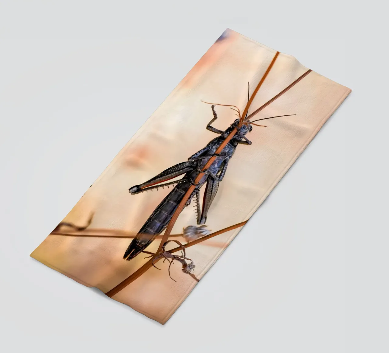 Grasshopper beach towel by Tom's Wildlife