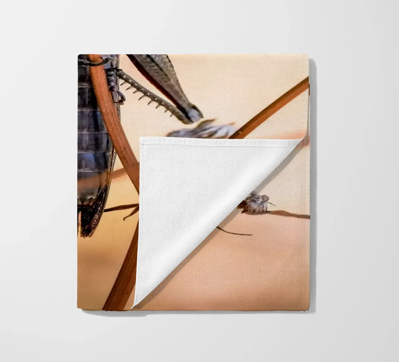 Cavalletta telo mare da Tom's Wildlife