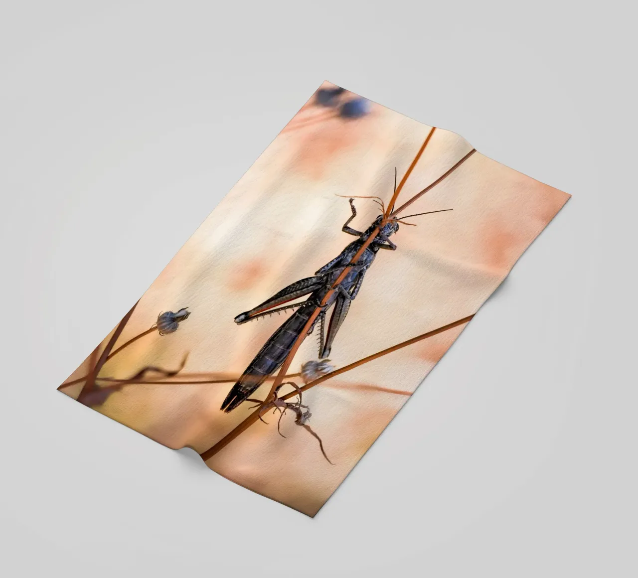 Grasshopper beach towel by Tom's Wildlife