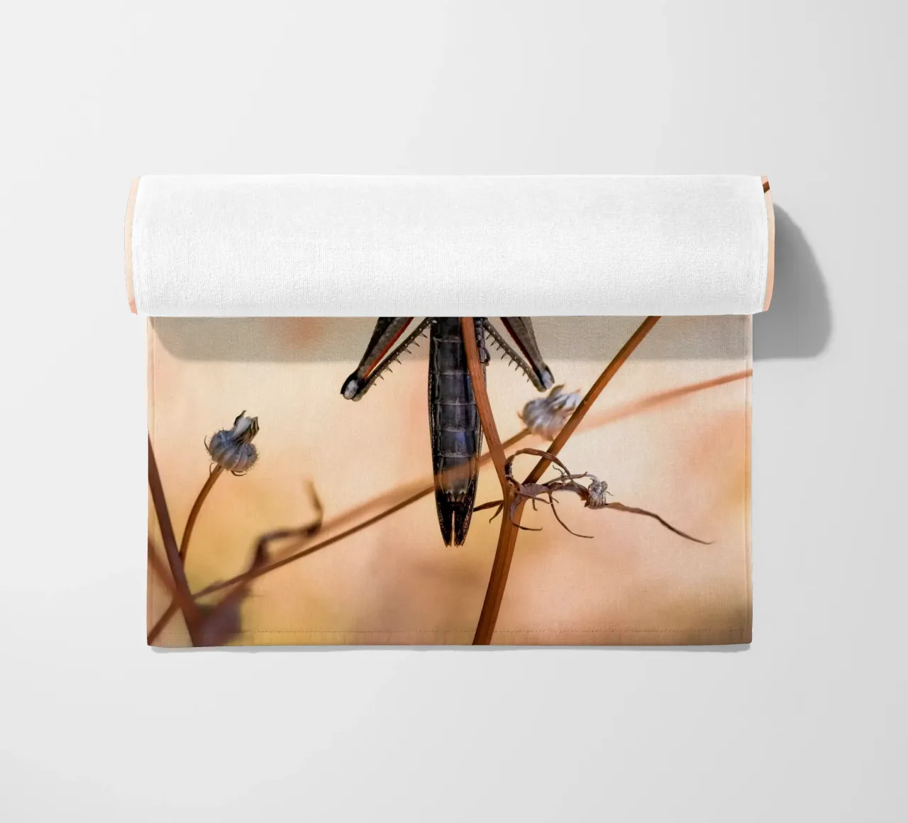 Cavalletta telo mare da Tom's Wildlife