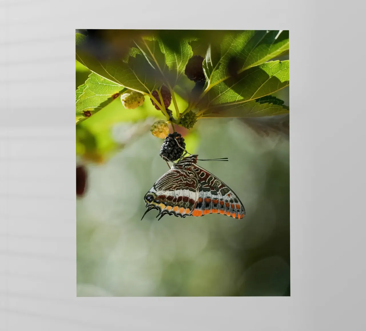 Farfalla pellicola backlit da Tom's Wildlife