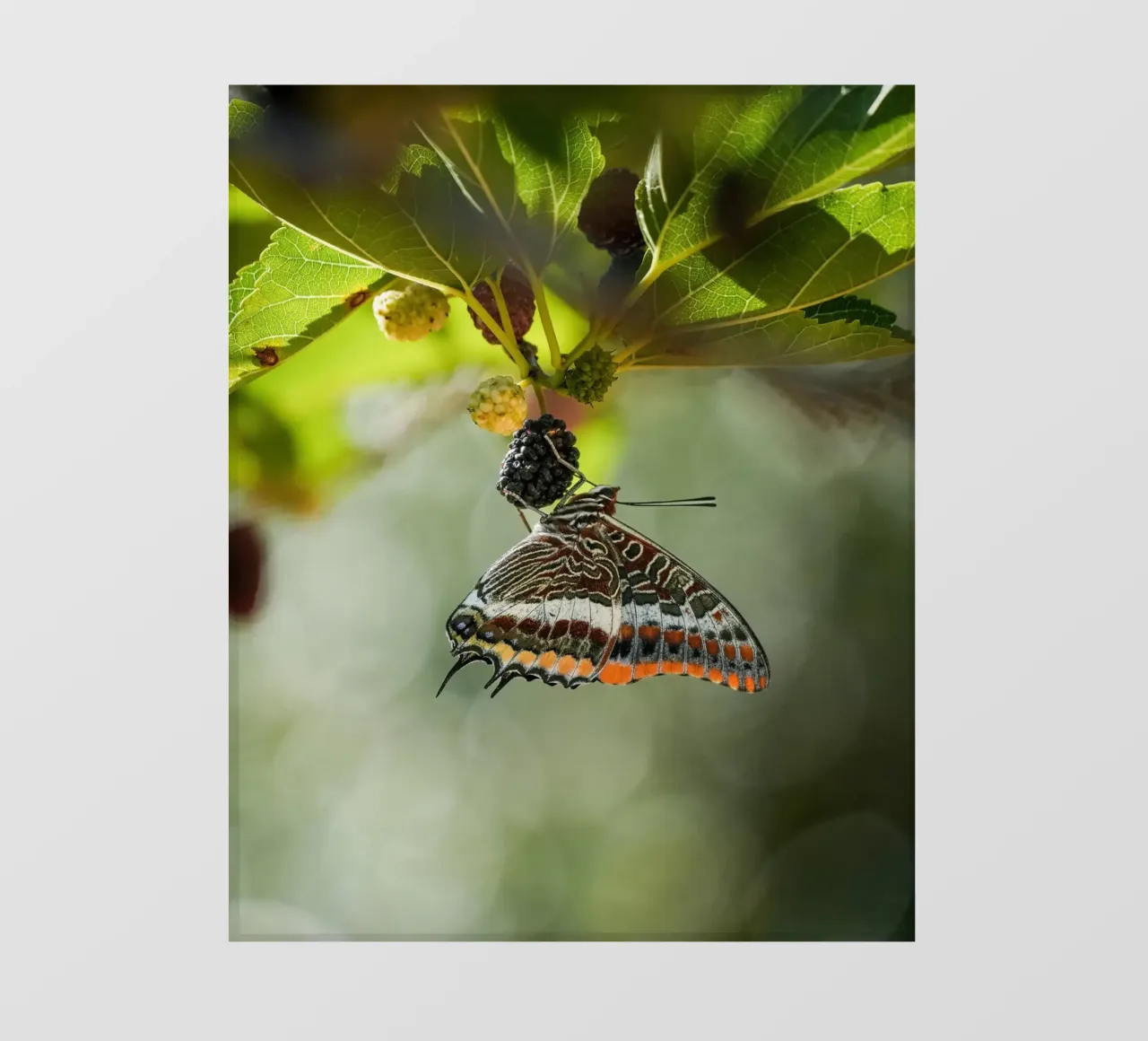 Farfalla pellicola backlit da Tom's Wildlife