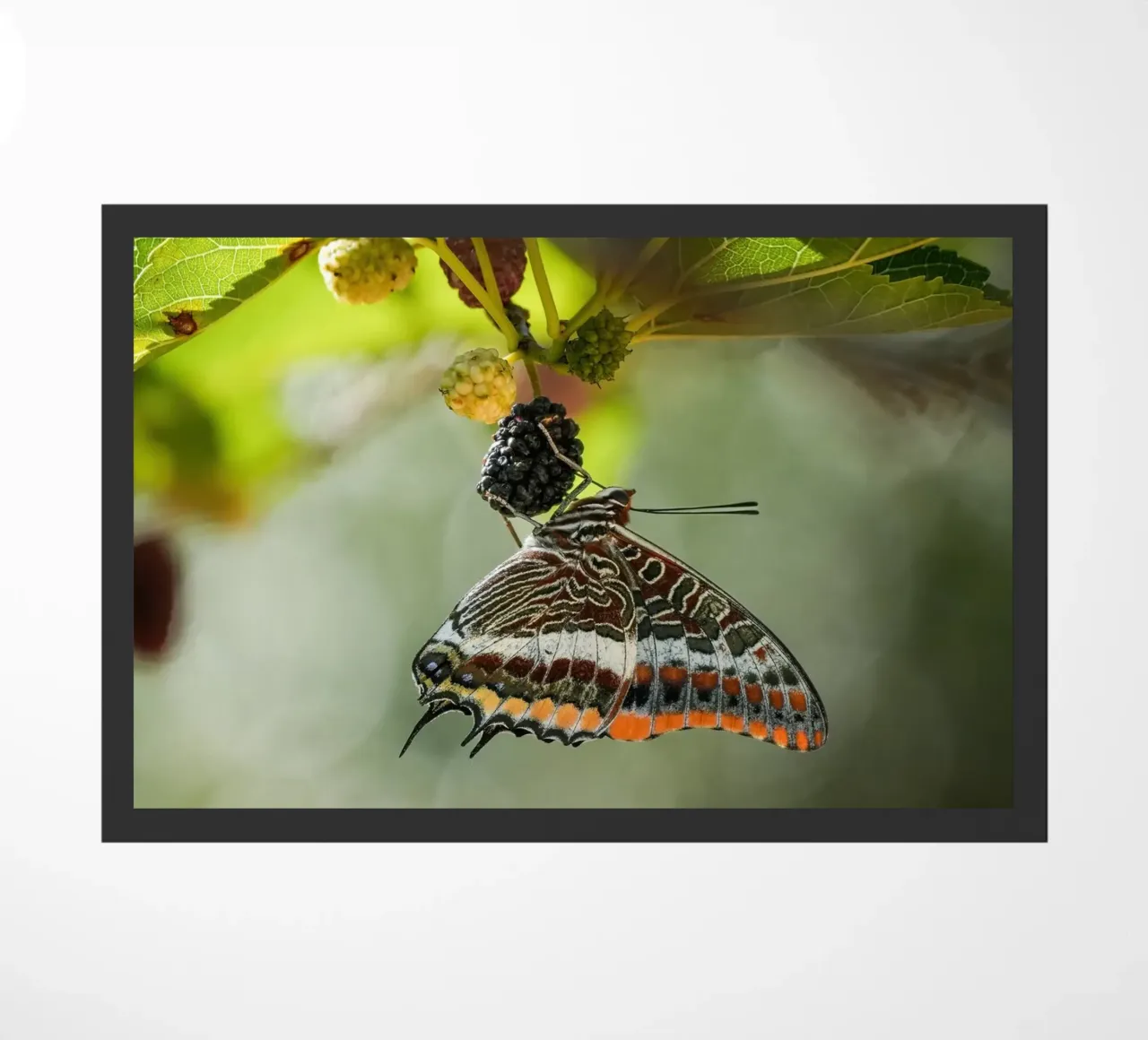 Butterfly doormat by Tom's Wildlife