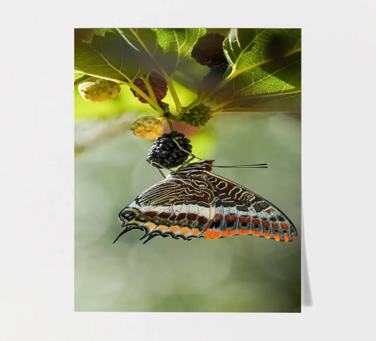 Butterfly sticker sheet by Tom's Wildlife
