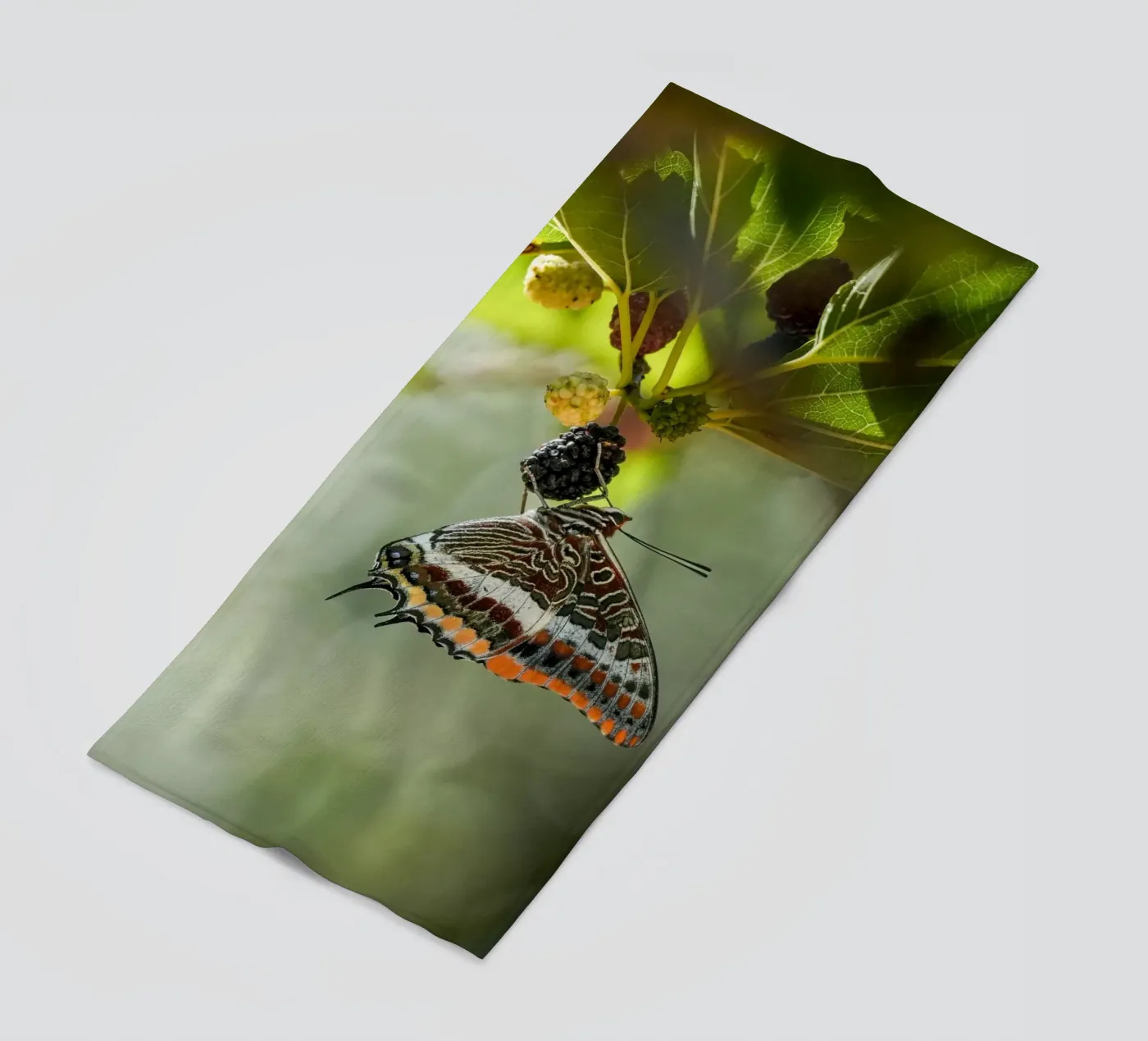 Farfalla telo mare da Tom's Wildlife