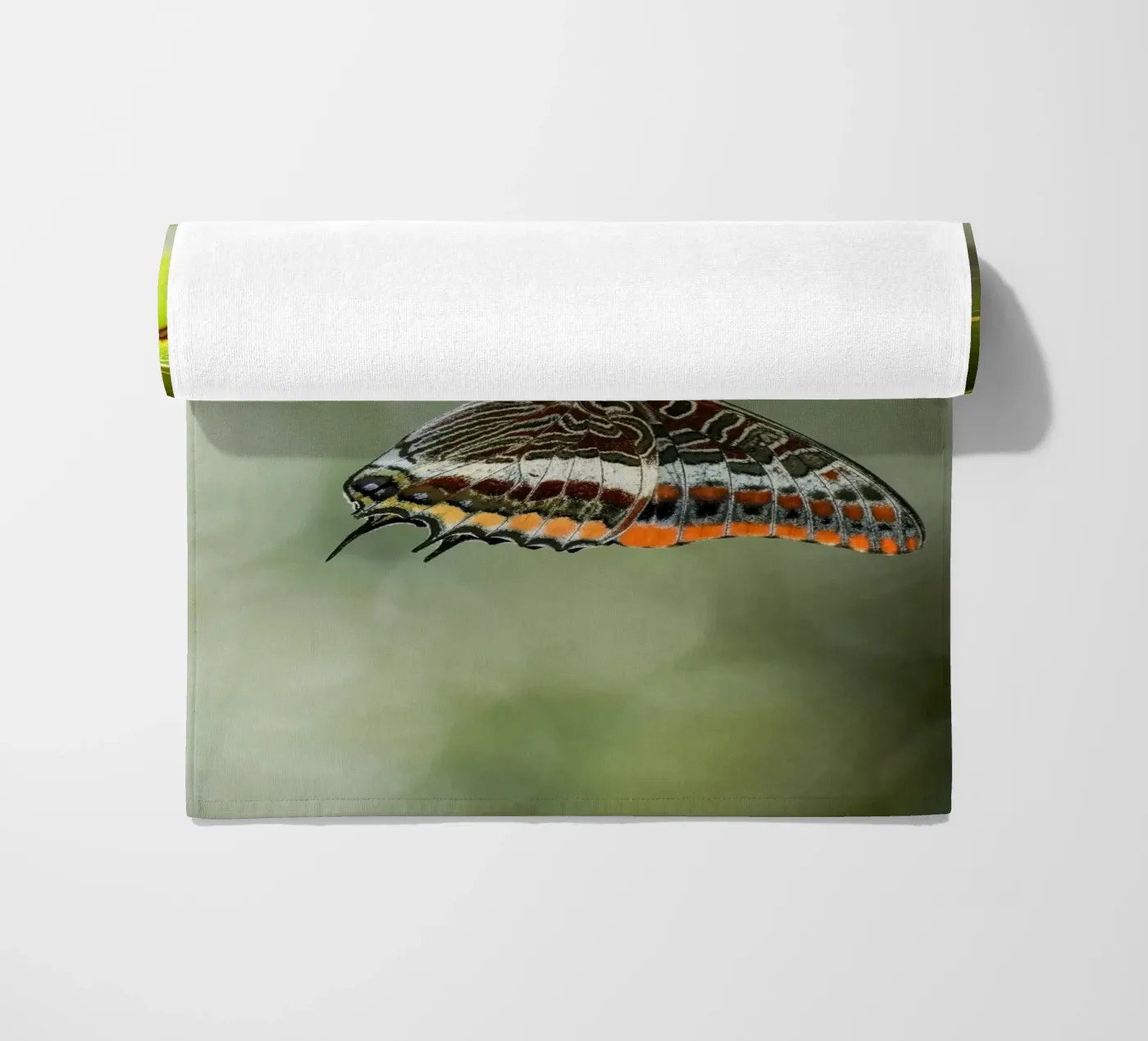 Farfalla telo mare da Tom's Wildlife