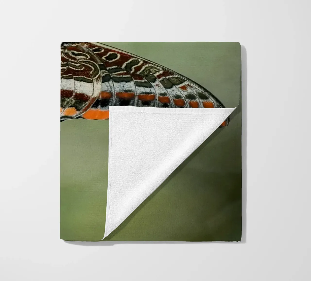 Farfalla telo mare da Tom's Wildlife