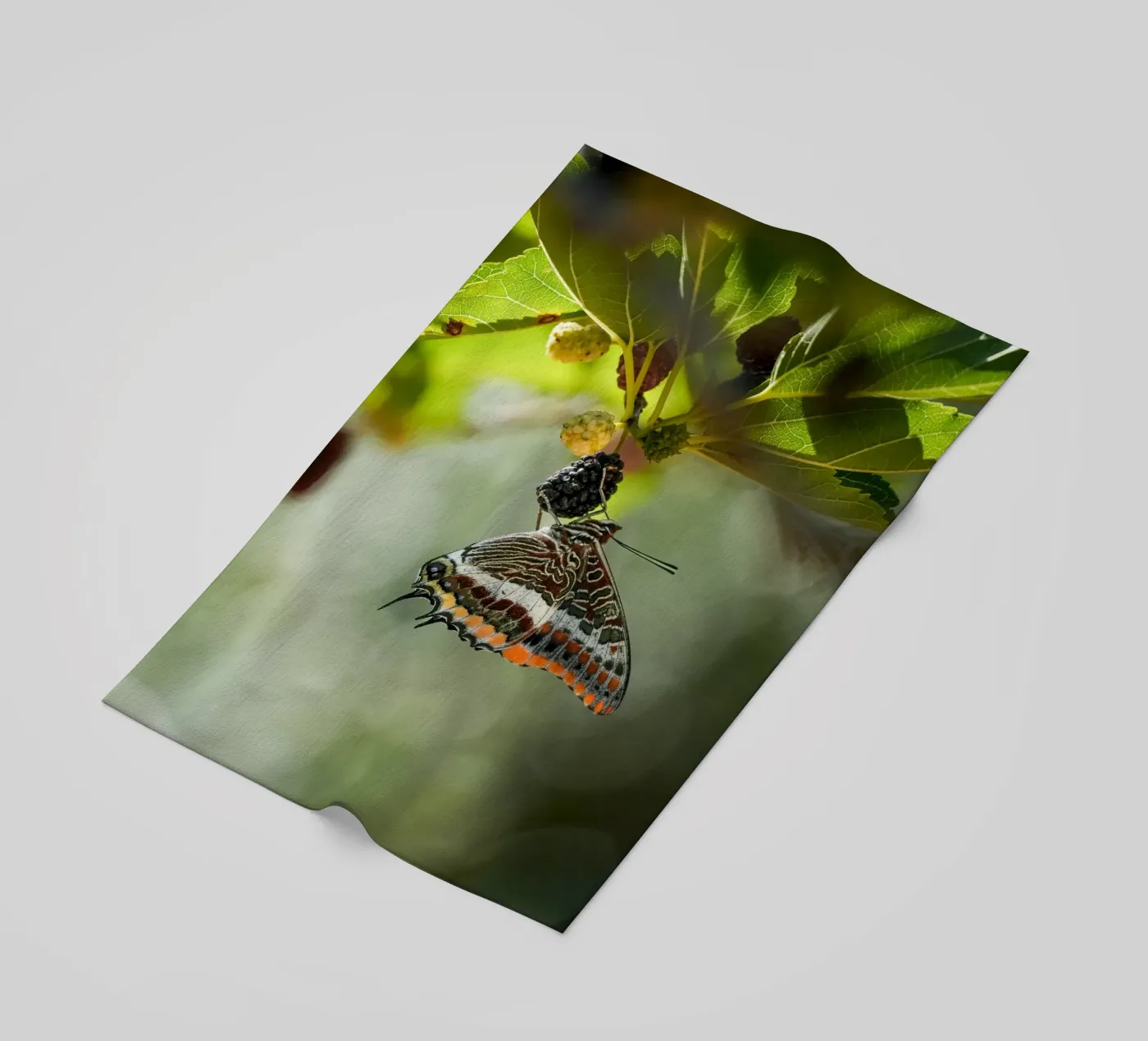 Farfalla telo mare da Tom's Wildlife