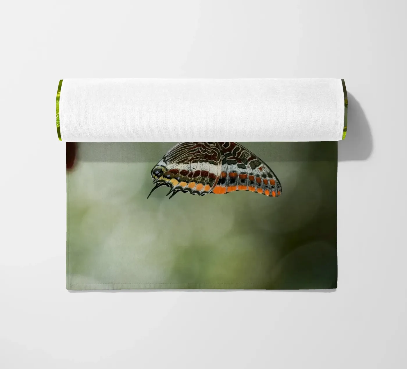 Farfalla telo mare da Tom's Wildlife