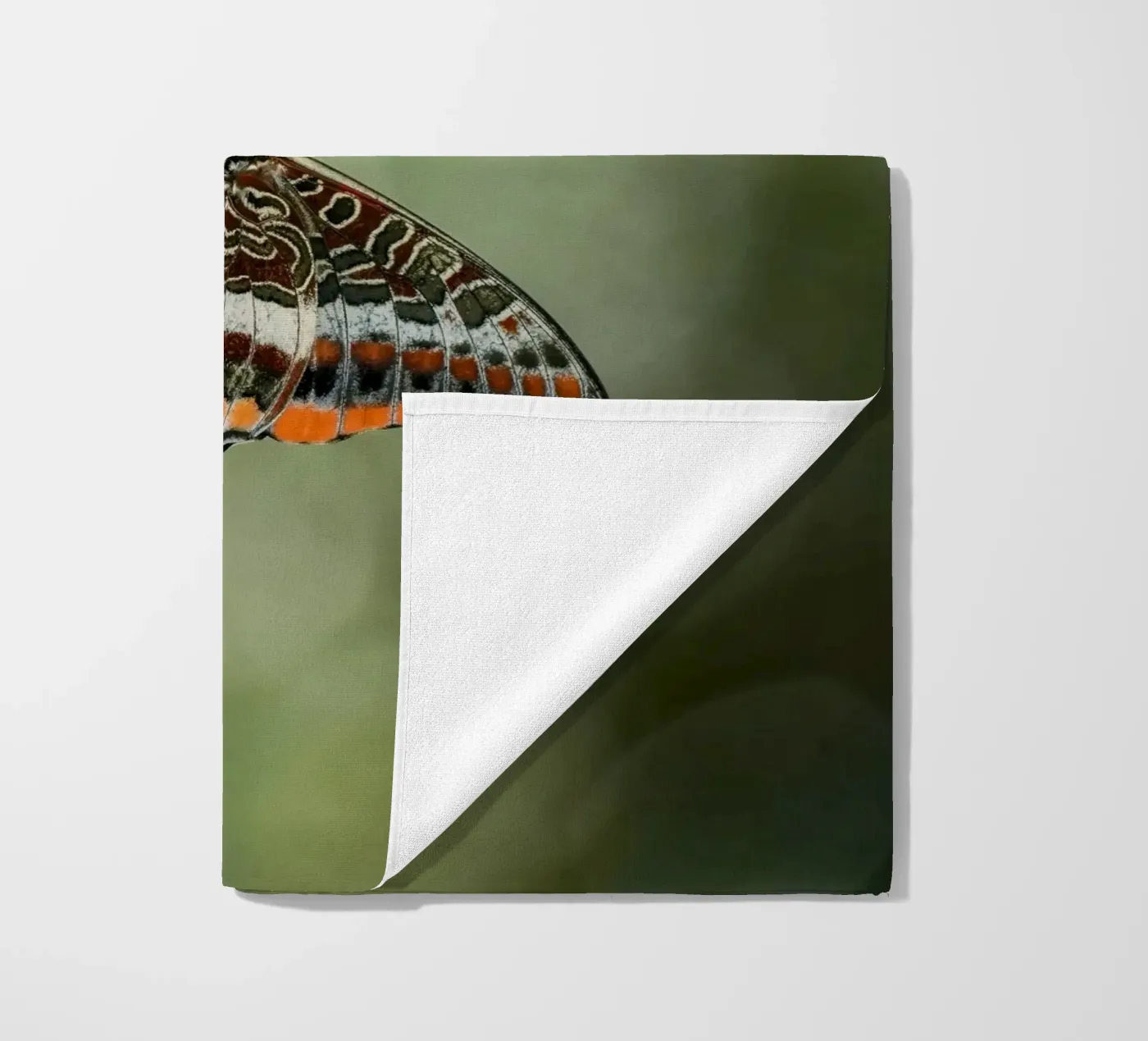 Farfalla telo mare da Tom's Wildlife