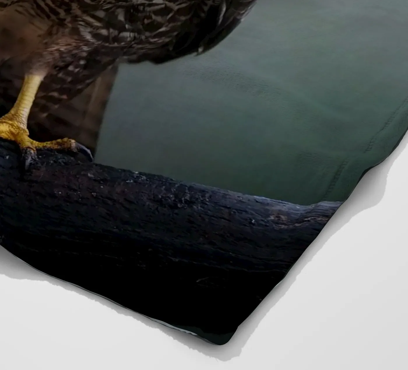 Buizerd fleecedeken van Tom's Wildlife