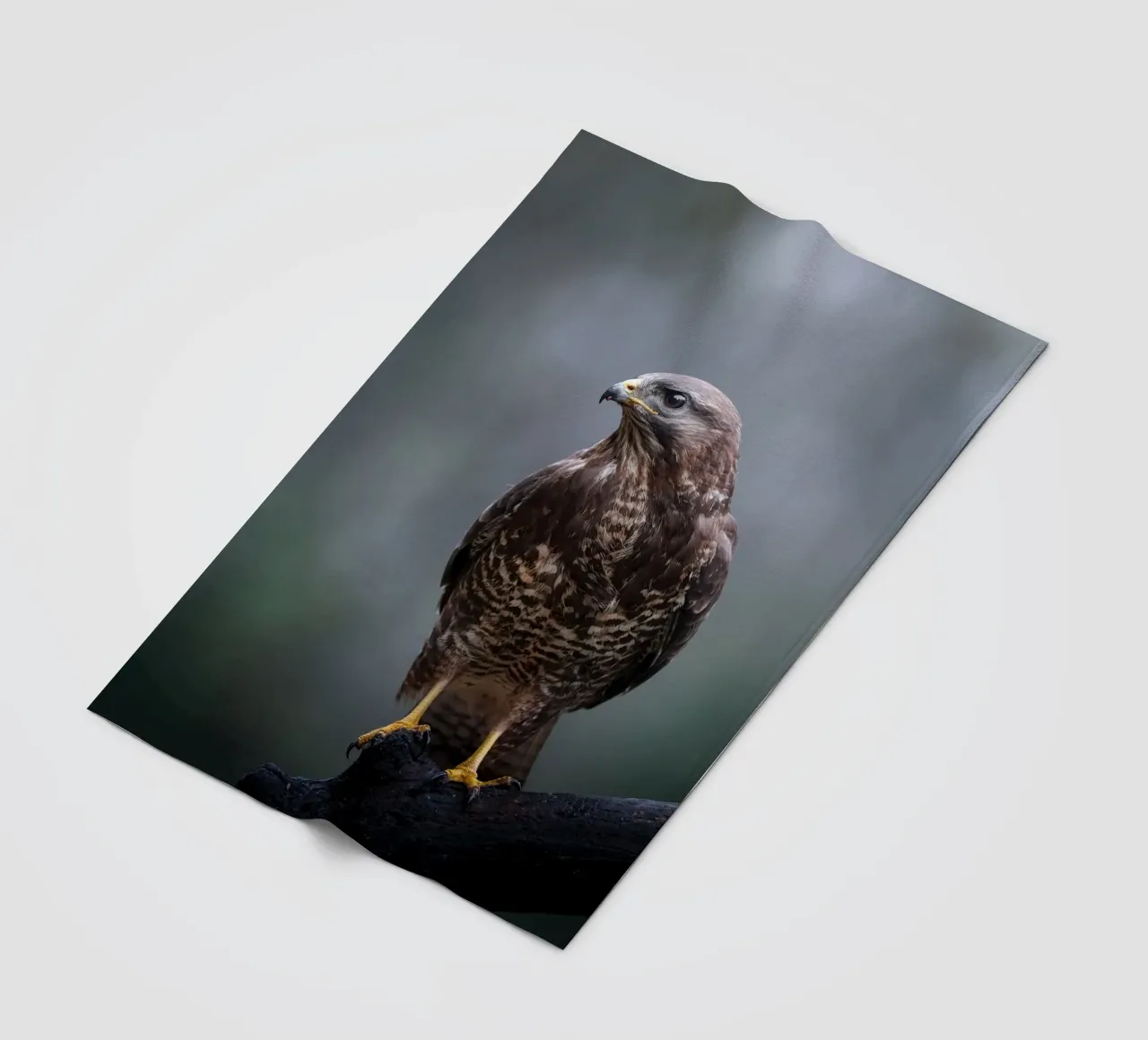 Buzzard fleece blanket by Tom's Wildlife