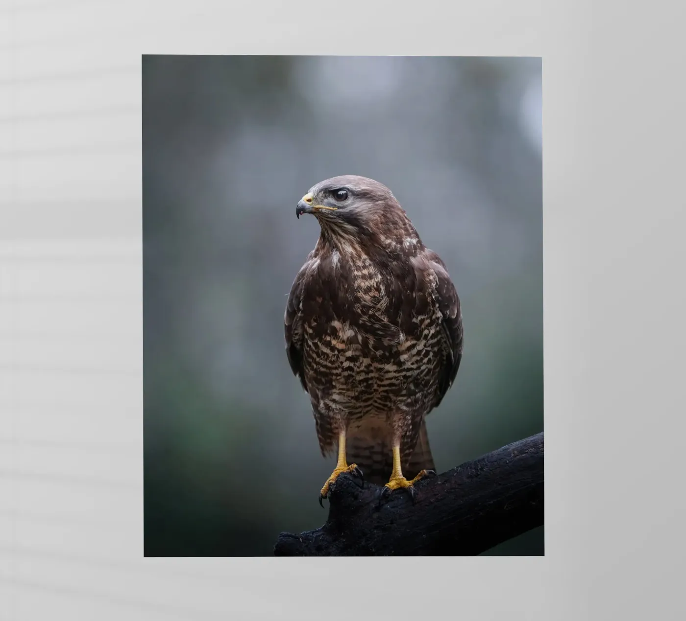 Poiana pellicola backlit da Tom's Wildlife