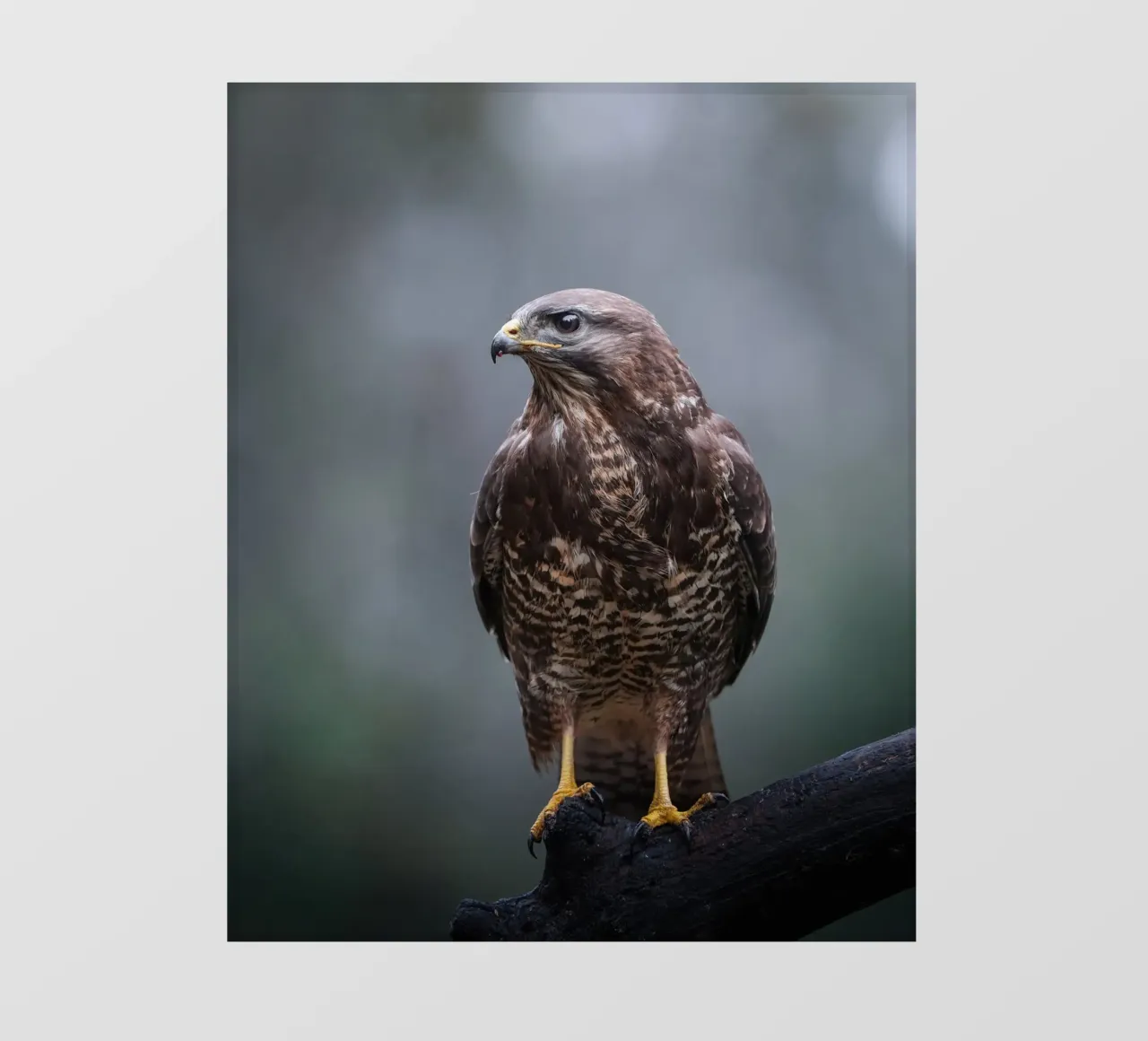 Buizerd fotobehang van Tom's Wildlife