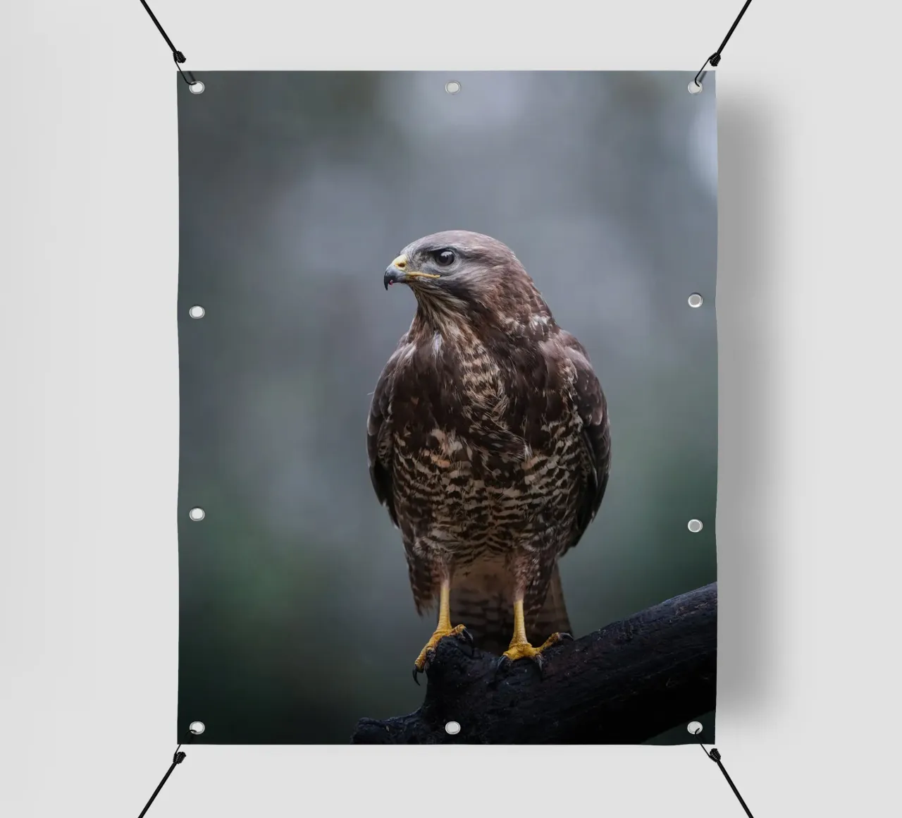 Buzzard pvc cover by Tom's Wildlife
