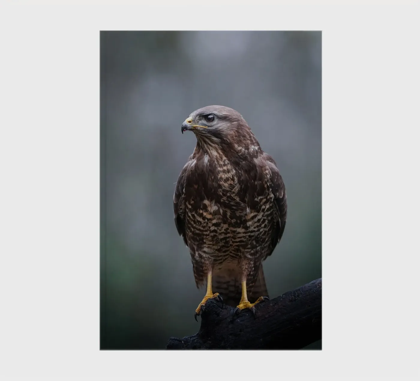 Buzzard notebook by Tom's Wildlife