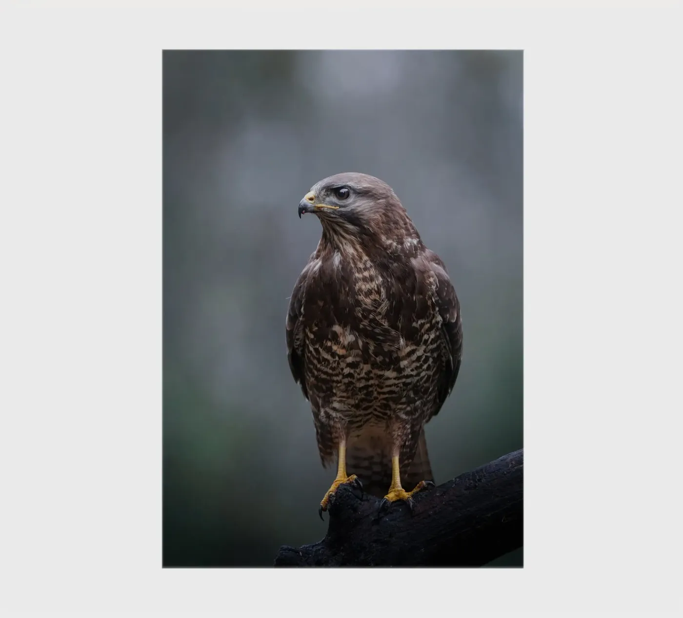 Buzzard notebook by Tom's Wildlife