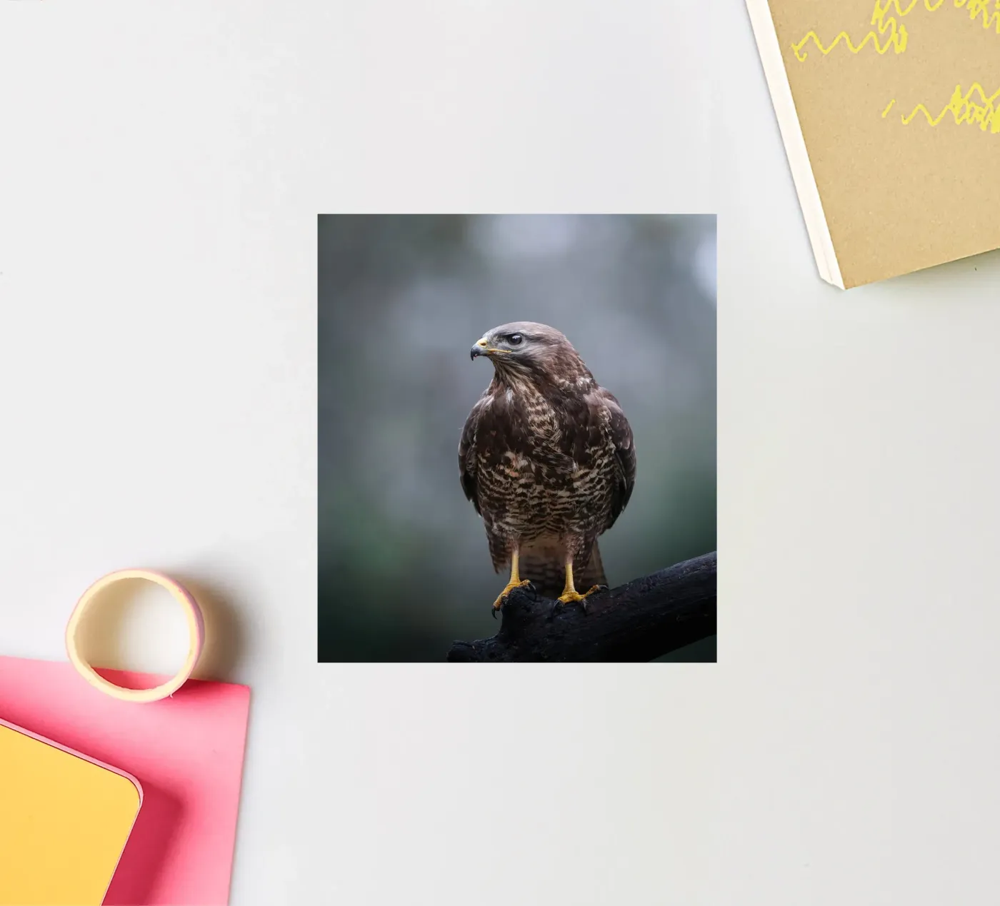 Buizerd sticker van Tom's Wildlife