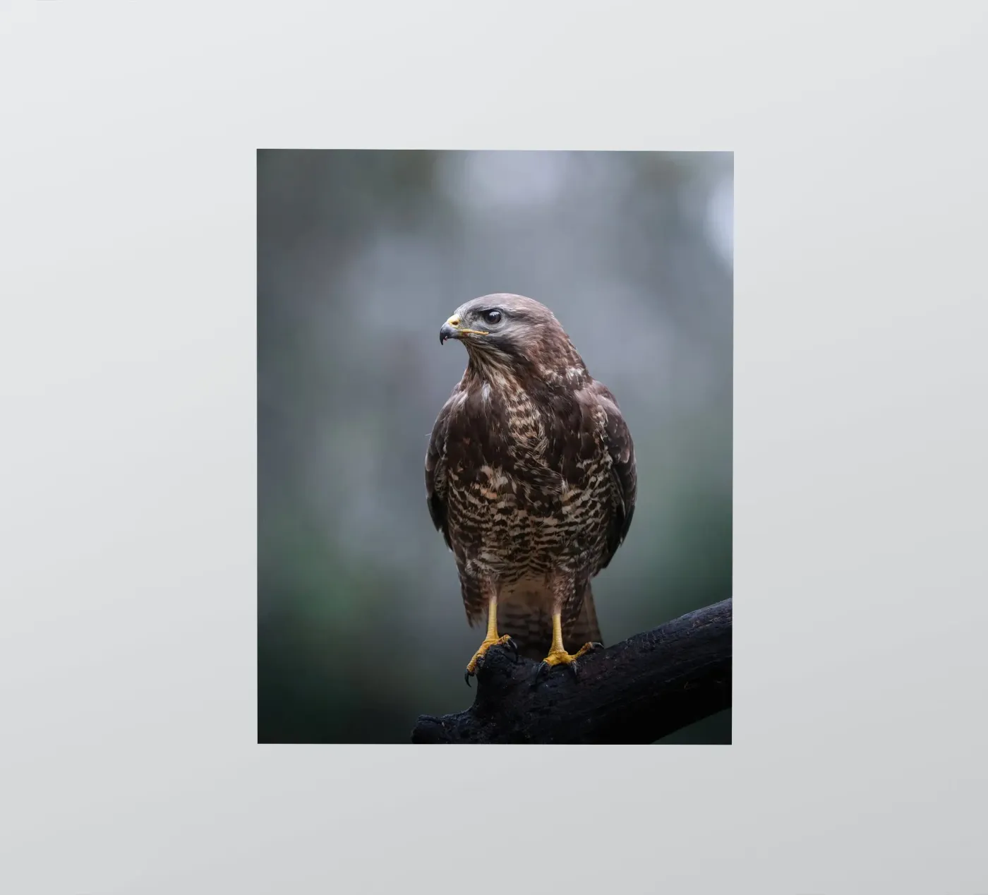 Buizerd sticker van Tom's Wildlife
