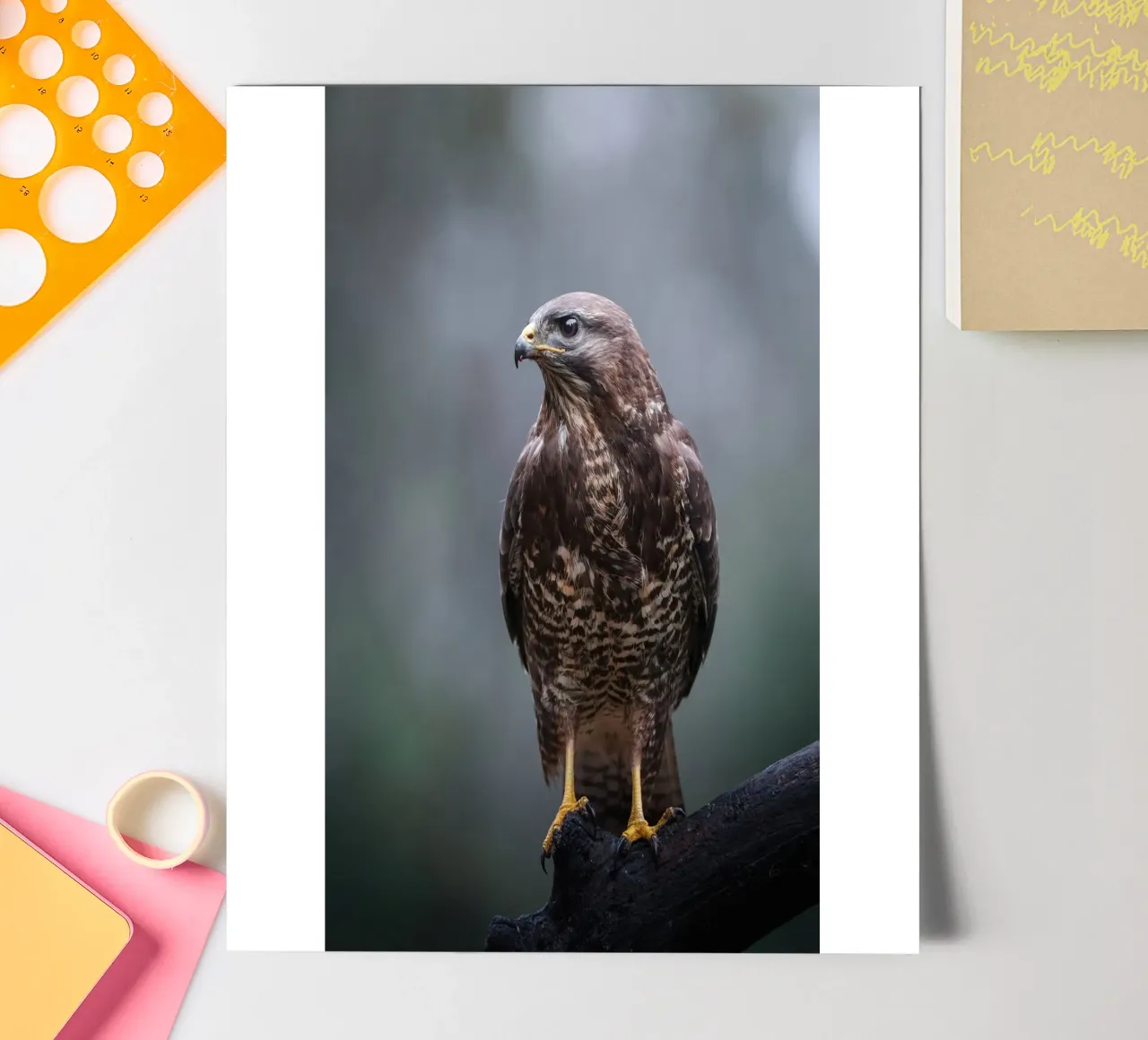 Buzzard sticker sheet by Tom's Wildlife